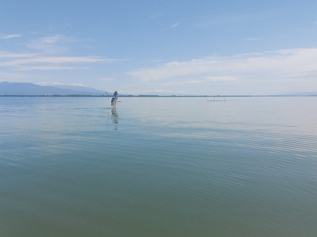 Kerkini Lake-Kerkini必去景点