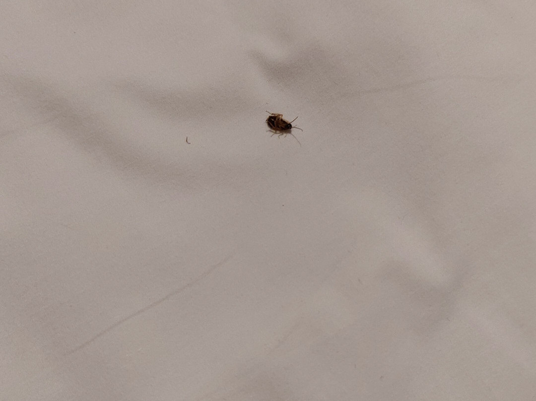 Loddey's Guest House主图