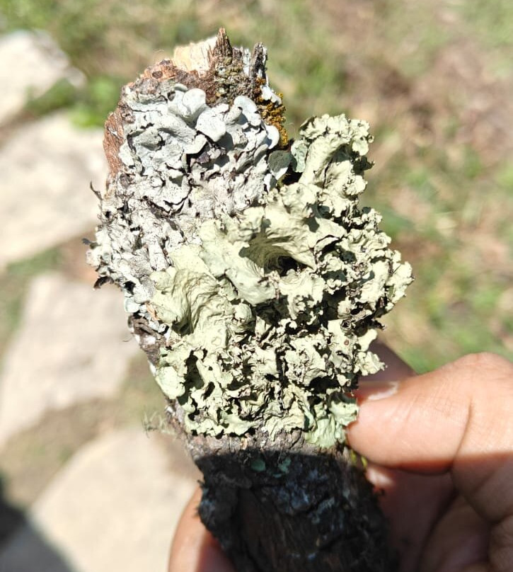 Thamri Kund-Munsiyari必去景点