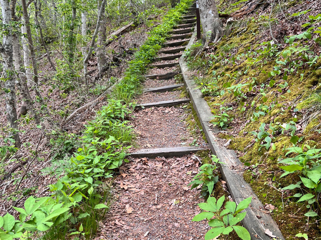 Beech Forest-普罗温斯敦必去景点