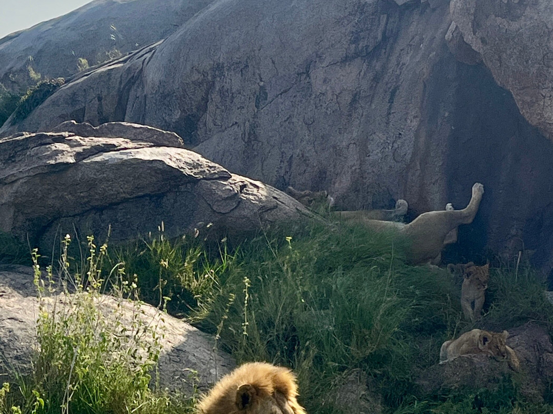Zara Tanzania Adventures景点图片