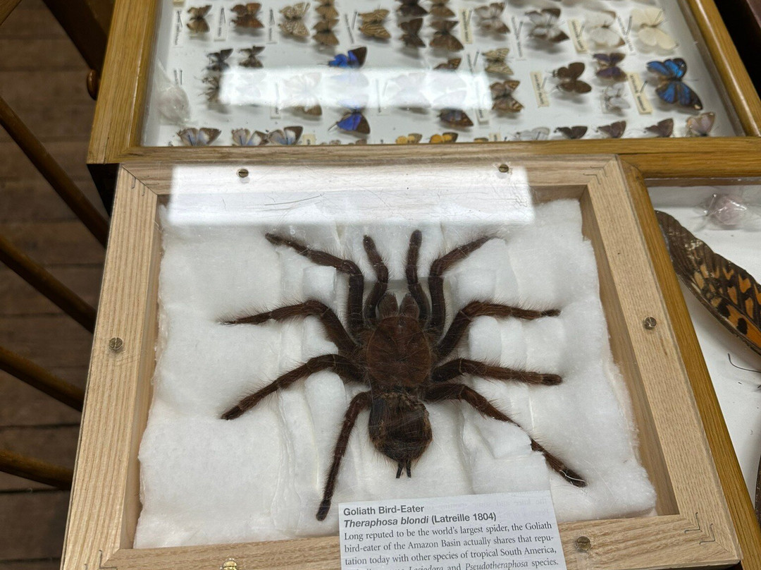 Bournemouth Natural Science Society-伯恩茅斯必去景点