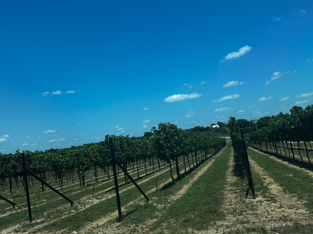 Invention Vineyards-弗雷德里克斯堡必去景点