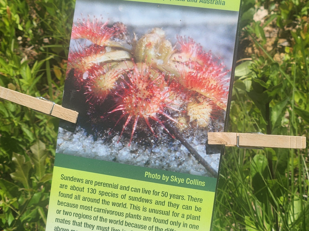 Stanley Rehder Carnivorous Plant Garden-威尔明顿必去景点