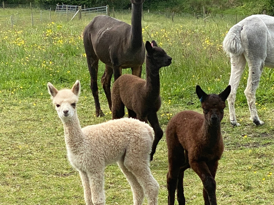 Macclesfield Alpacas景点图片