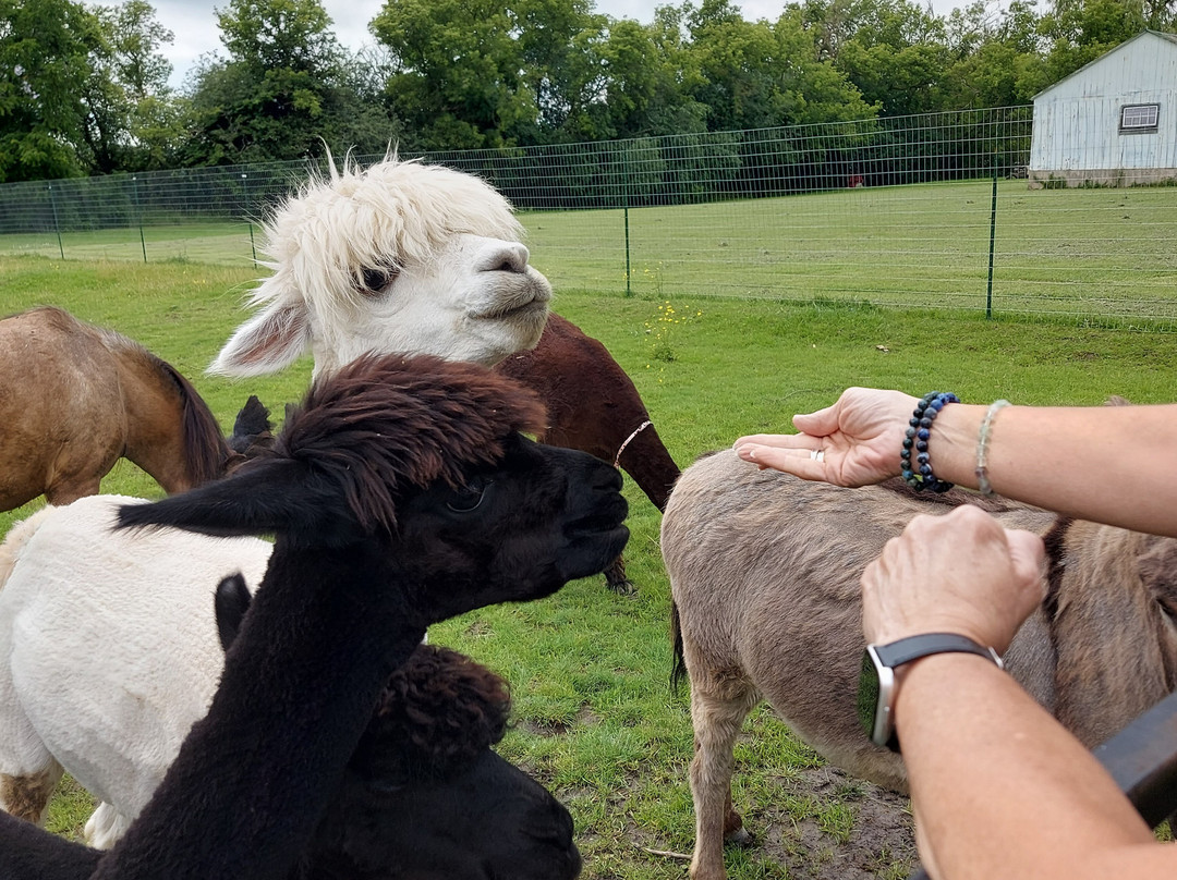 Cherry Lane Acres-圣玛丽必去景点