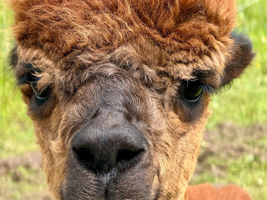 Alpacas Of Scotland Experiences Ltd景点图片