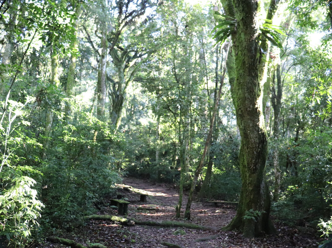 Pinheiro Multissecular-Nova Petropolis必去景点