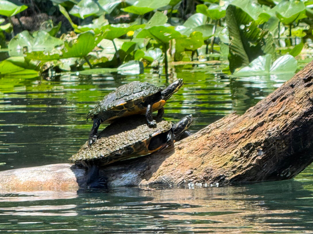Kayaking Silver Springs-Silver Springs必去景点