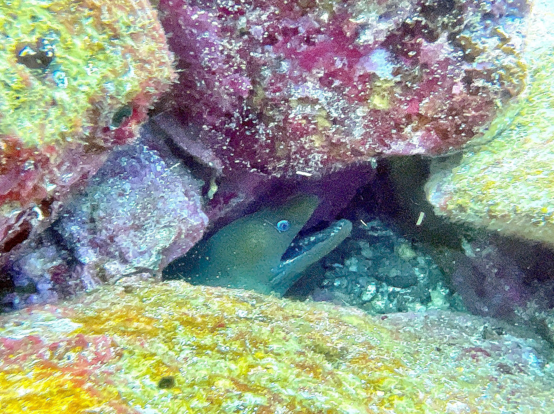 Scuba Iguana-阿约拉港必去景点