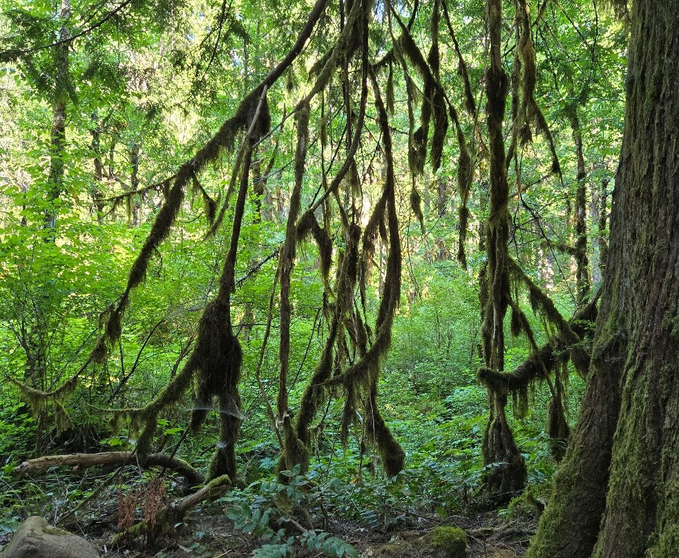 Tamolitch Pool Trail-Cascadia必去景点