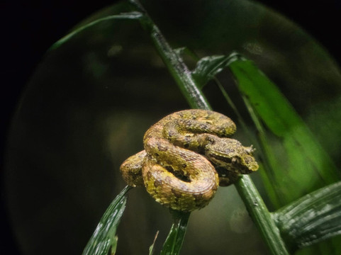 Neotropic Wildlife Expedition-福德圣卡洛斯必去景点