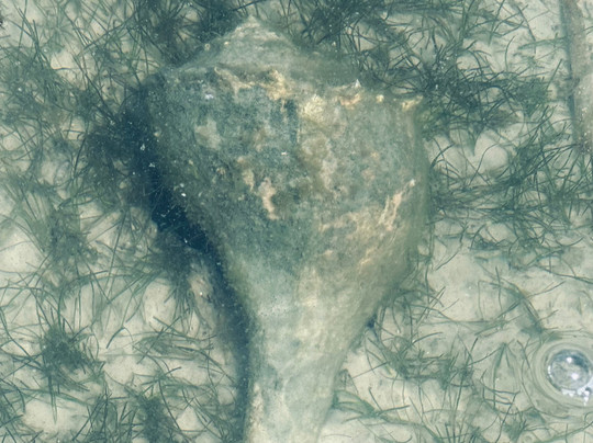 Flip Side Charter-萨尼贝尔岛必去景点