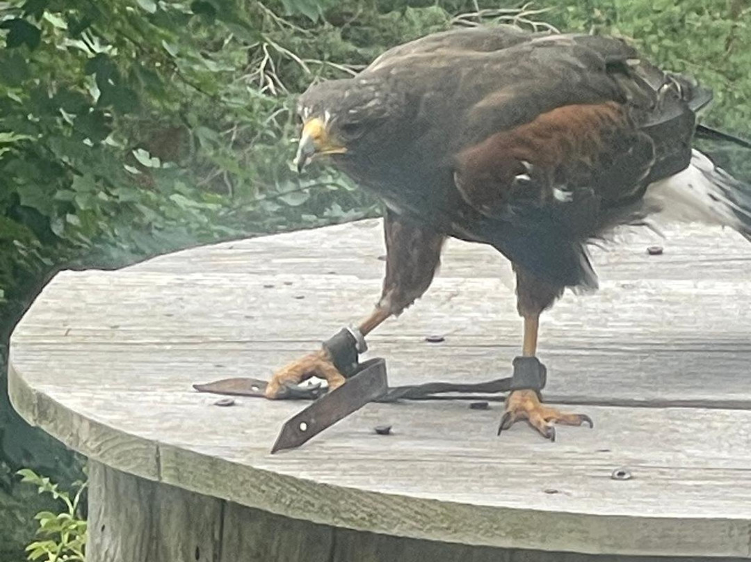 Greifvogelpark-Telfes im Stubai必去景点