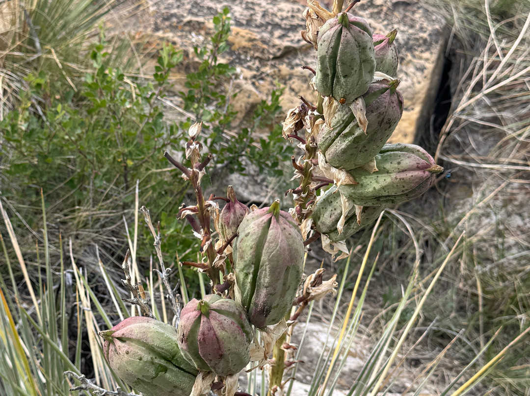 Ryan Dam - Great Falls of the Missouri-大瀑布市必去景点