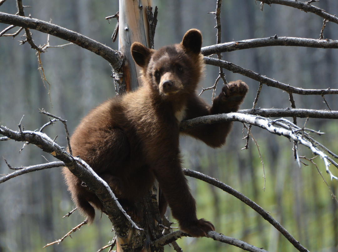 Waterton Lake National Park-沃特顿湖国家公园必去景点