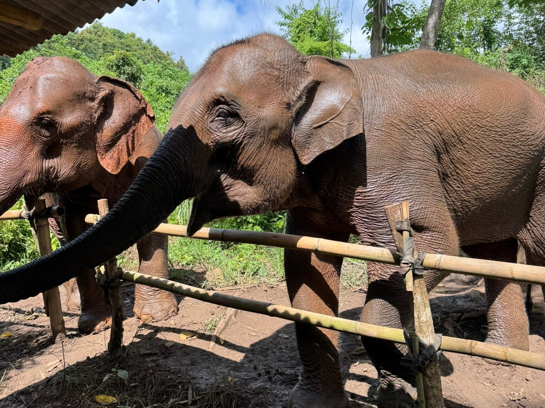 Elephant Sanctuary Care Park-清迈必去景点