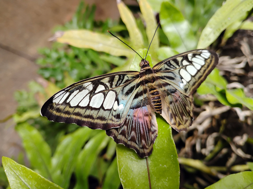 Butterfly Pavilion-威斯敏斯特必去景点