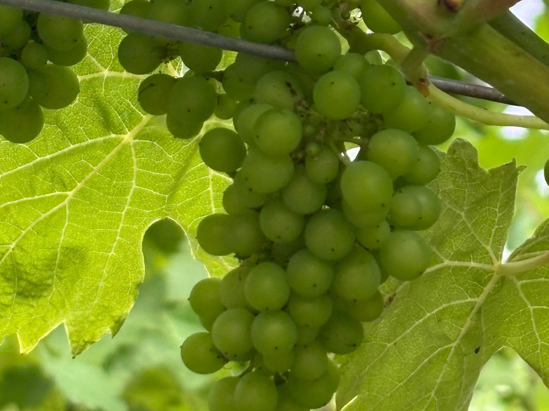 Winbirri Vineyards-诺威奇必去景点