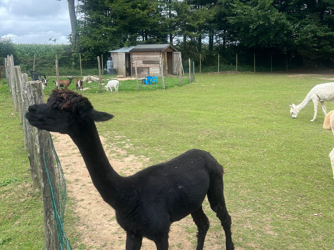 Bisou D'Alpaga-Saint-Clement-Rancoudray必去景点