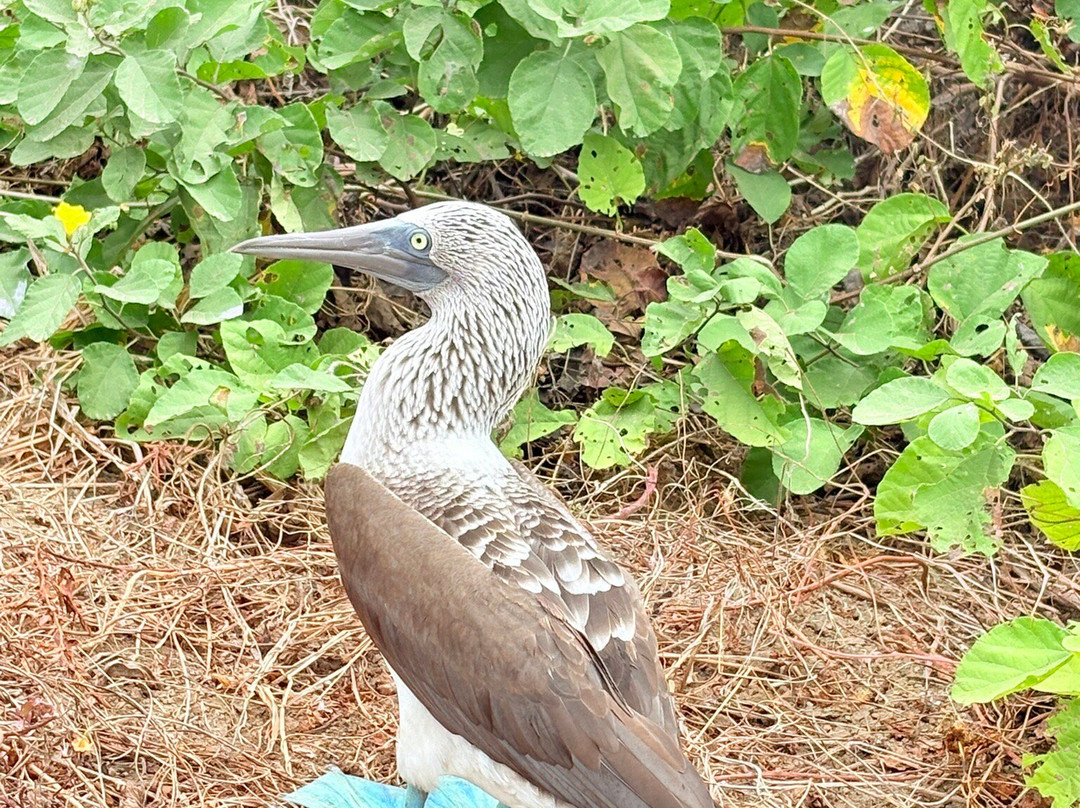 Isla de la Plata-Machalilla National Park必去景点