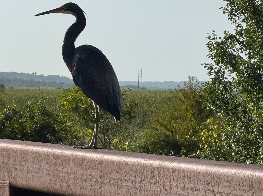 Sweetwater Wetlands Park-盖恩斯维尔必去景点
