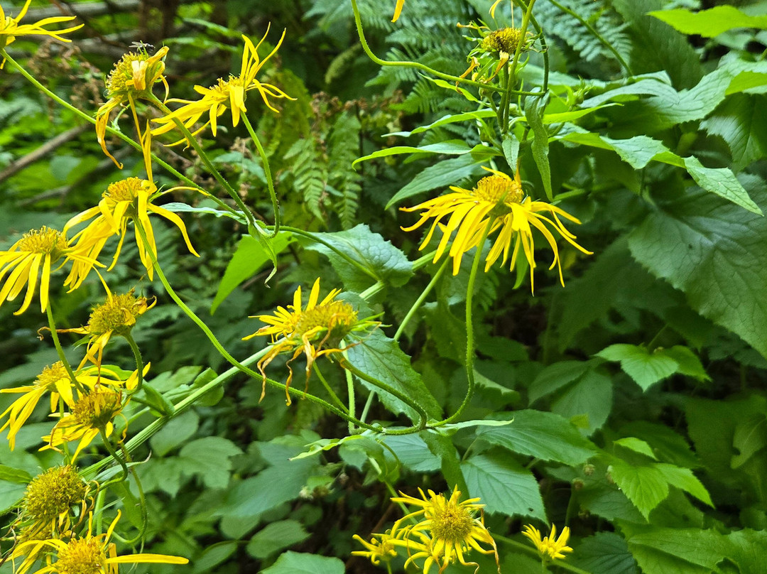 Gletscherblickalm Hochkrimml-克林莫必去景点