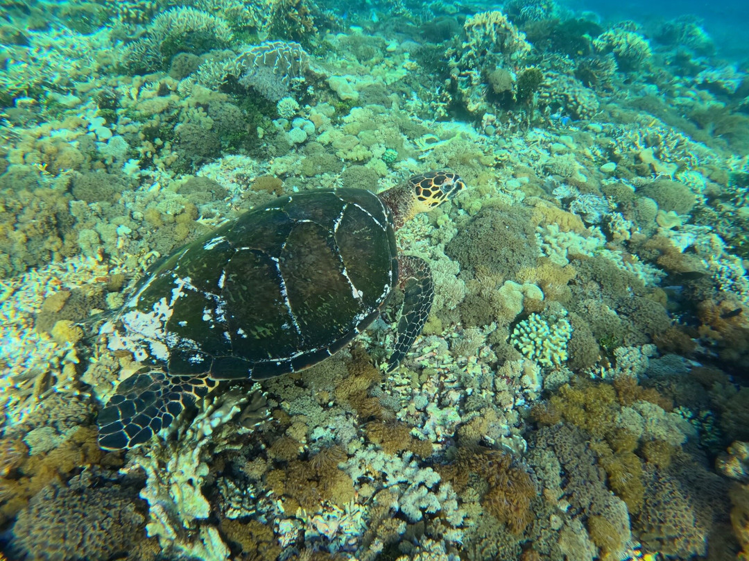 Bale Laut Tour-龙目岛必去景点