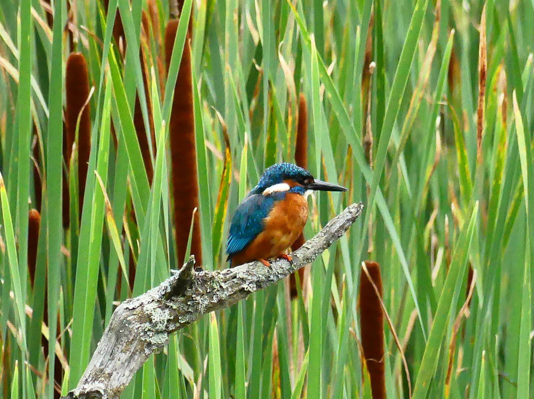 Warnham Local Nature Reserve-霍舍姆必去景点