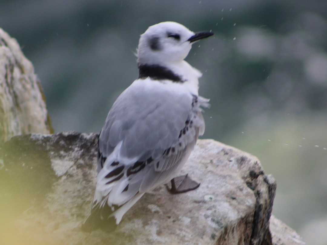 Anstruther Pleasure Cruises-Boat Day Tours-Anstruther必去景点