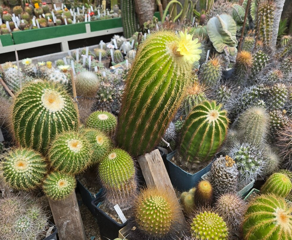 Botanical Garden Serafimovi-Velika必去景点