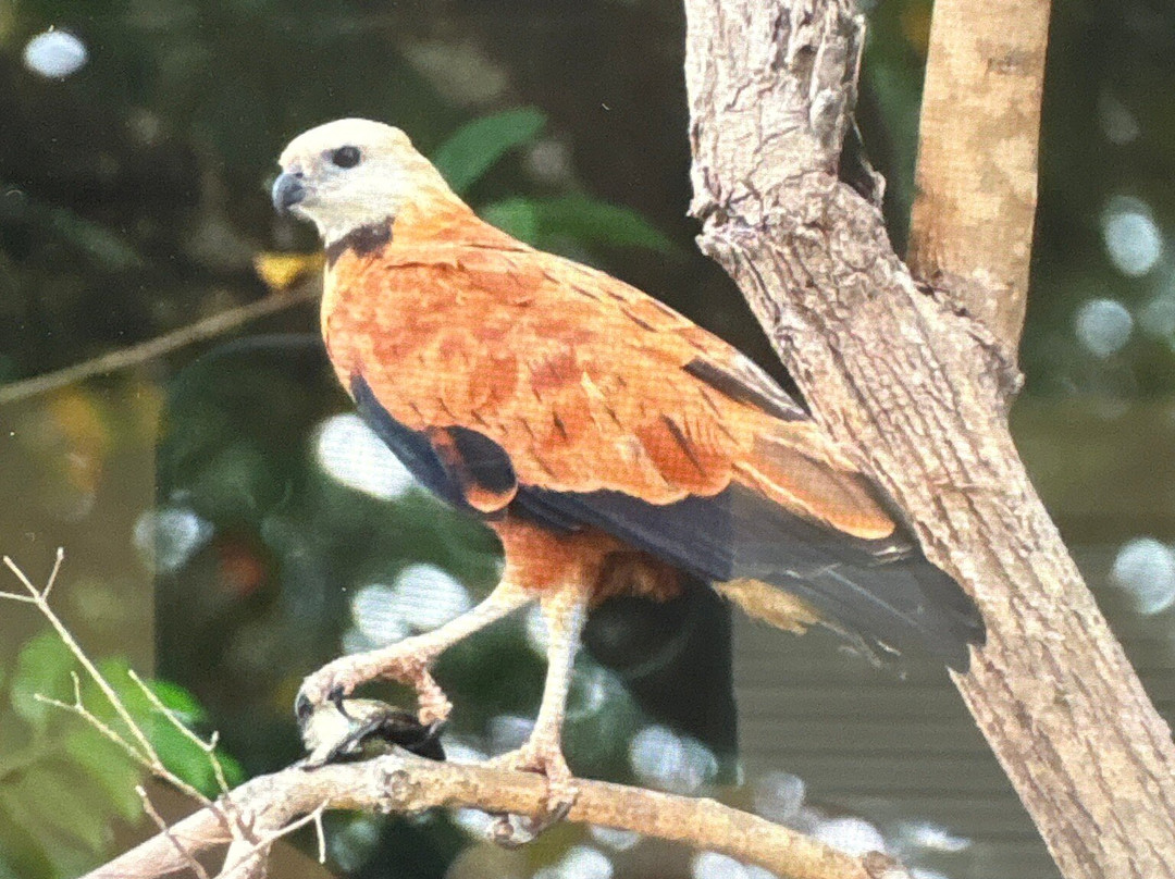 Pantanal Safaris-波科内必去景点