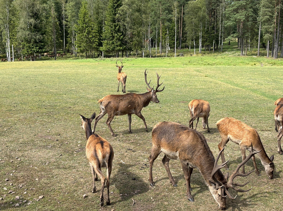 Skullaryd Älgpark-Eksjo必去景点