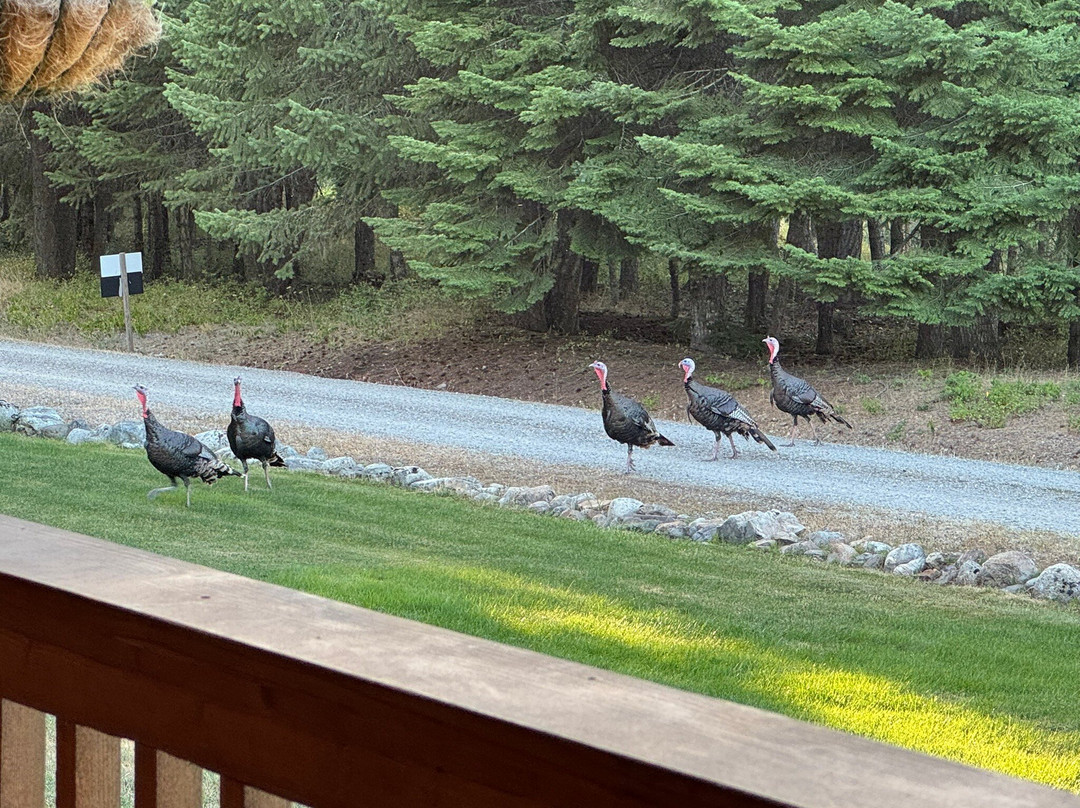 Log Spirit Bed and Breakfast主图