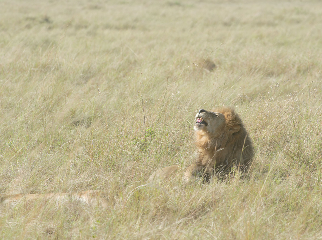 JT Safaris-迪亚尼必去景点