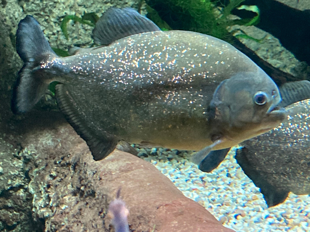 SEA LIFE Timmendorfer Strand-蒂门多佛海滩必去景点
