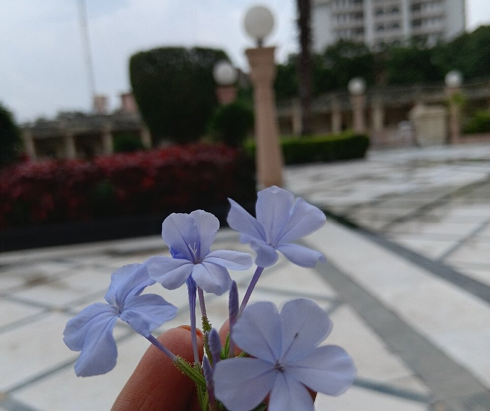 Shri Vallabh Vilas Lords Plaza主图