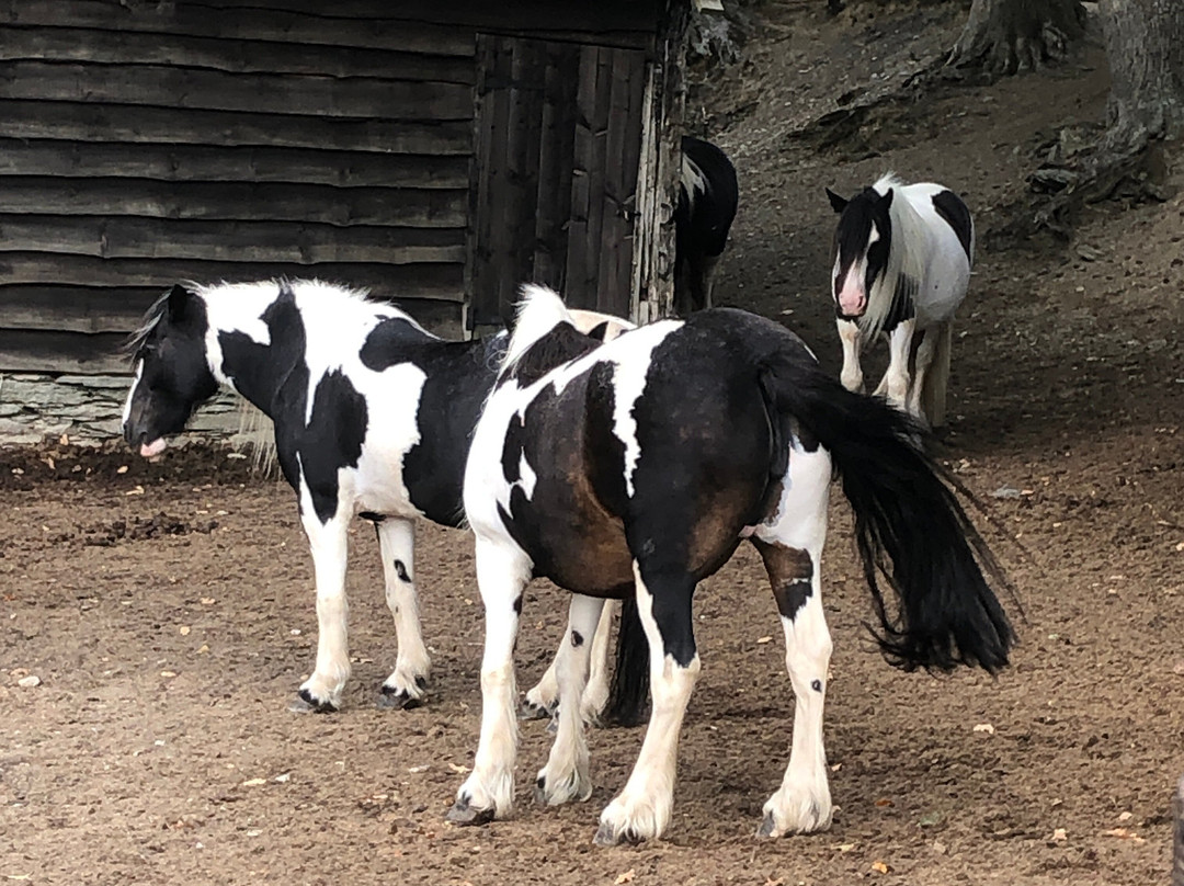 Pony Trekking by Lion Royal Hotel-Rhayader必去景点