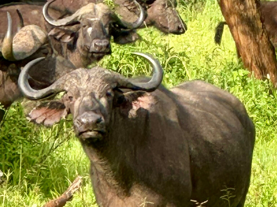 Utukufu Travels and Adventures-阿鲁沙必去景点