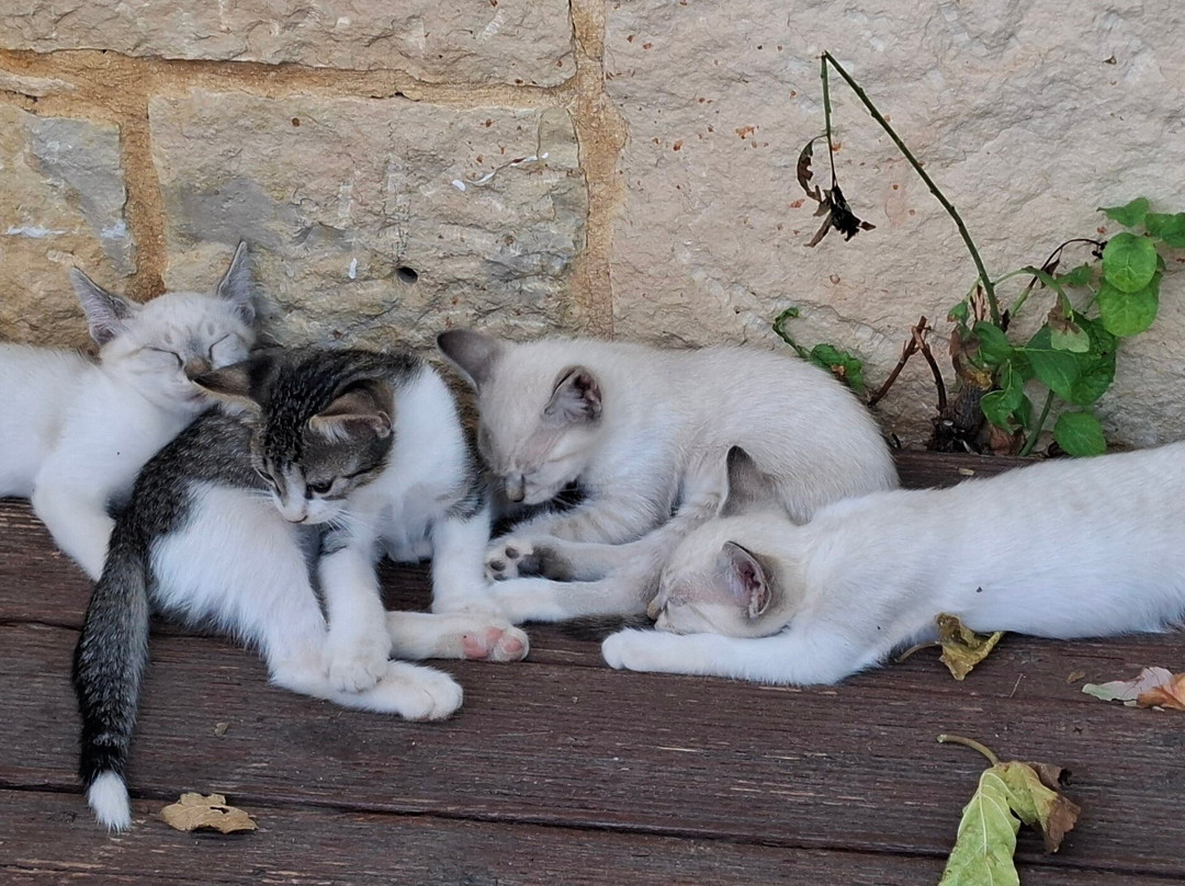 Blue Sky Hotel Apts主图