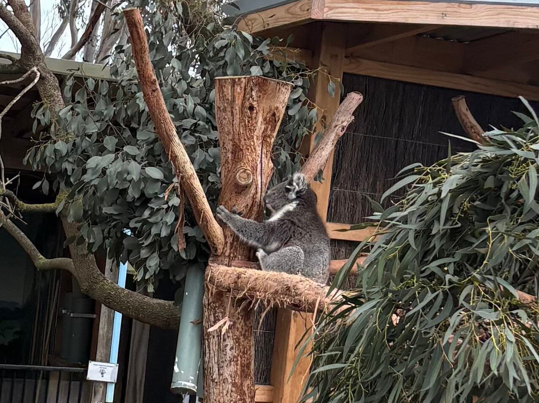 Maru Koala and Animal Park-Grantville必去景点