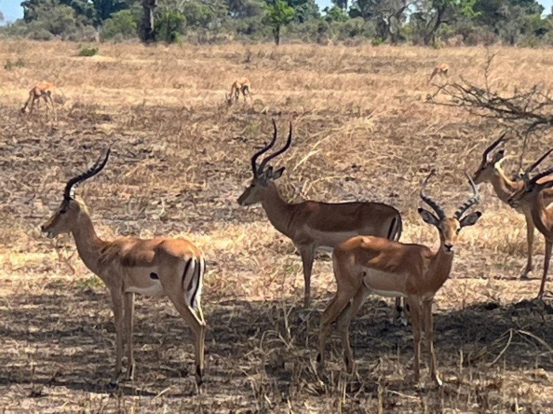 Best tour operator in Tanzania by Rede Tours and Safaris-多多马必去景点