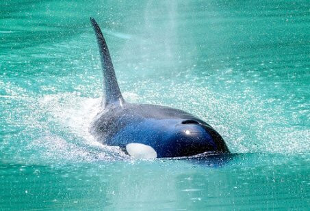 Sea Wolf Adventures-古斯塔夫斯必去景点