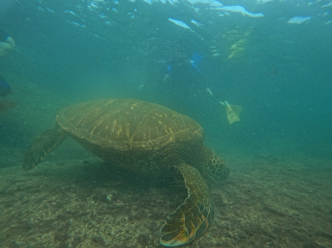 Las Tintoreras-维里亚米尔港必去景点