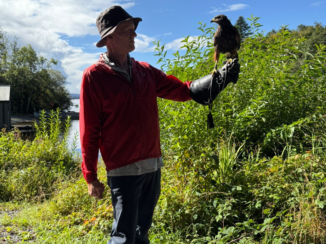 Ireland's School of Falconry-康镇必去景点