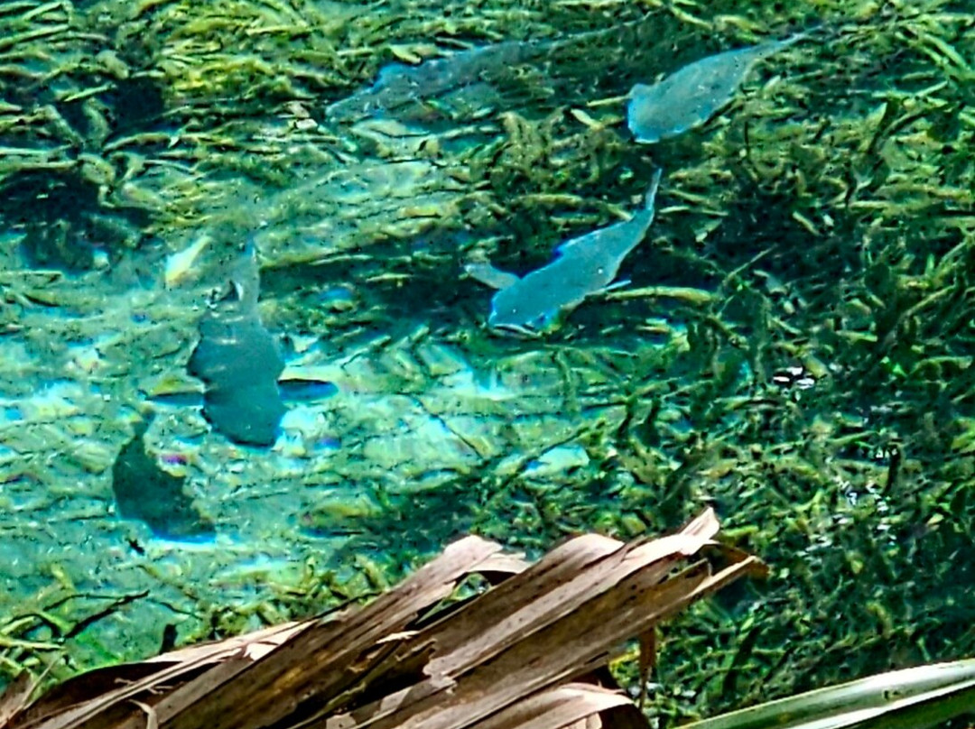 Silver Springs River-奥卡拉必去景点