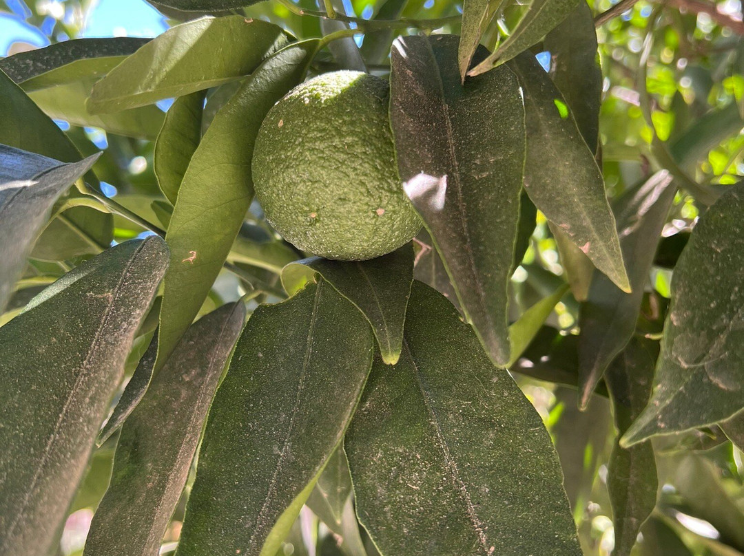 Spiridi Olive Oil Farm-Agios Nikolaos必去景点