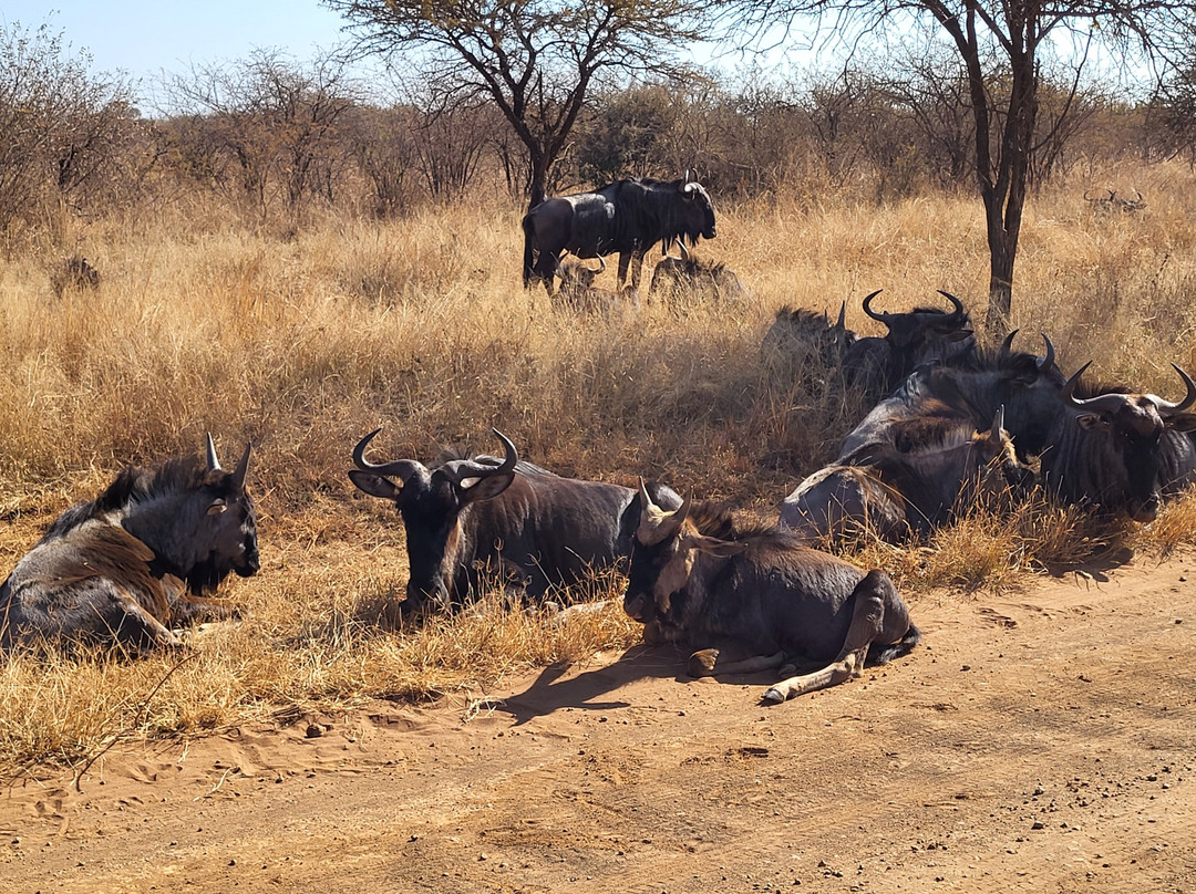 Sondela Nature Reserve Accommodation主图