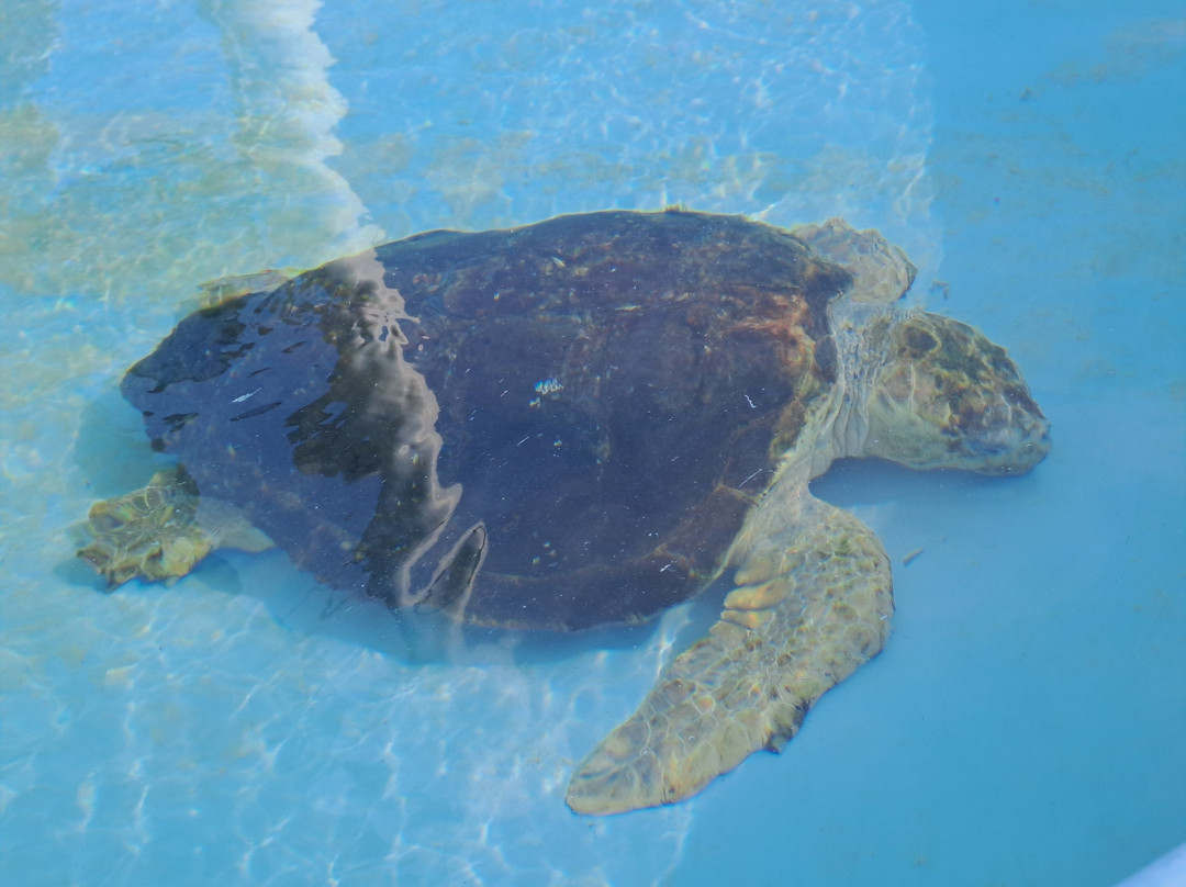 Loggerhead Marinelife Center-朱诺海滩必去景点