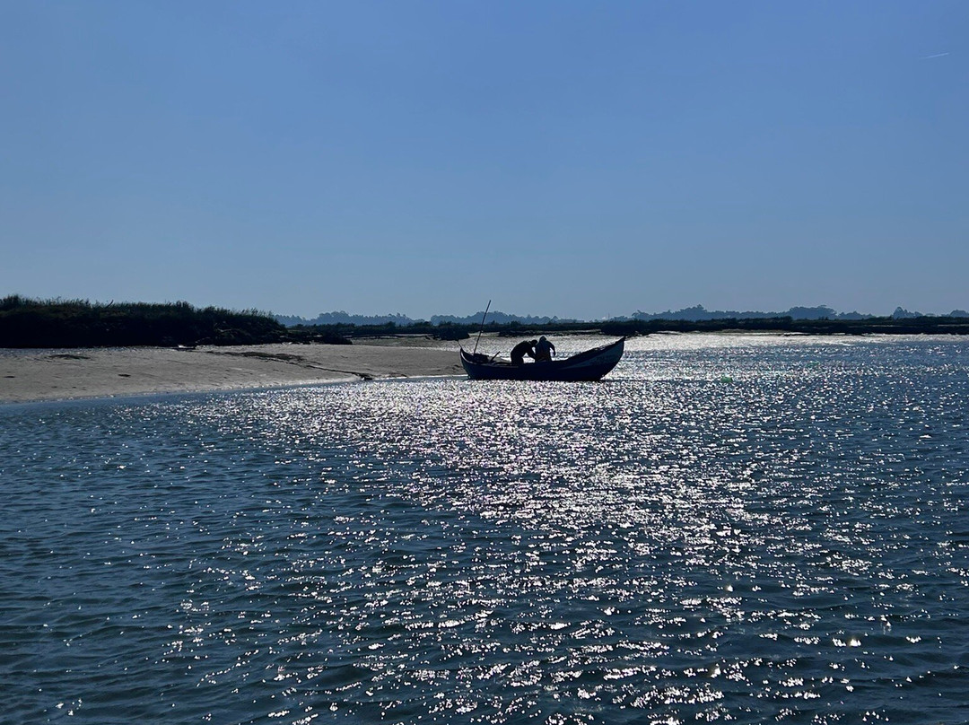 Sterna - Aveiro Ria Tours & Birdwatching-阿威罗必去景点